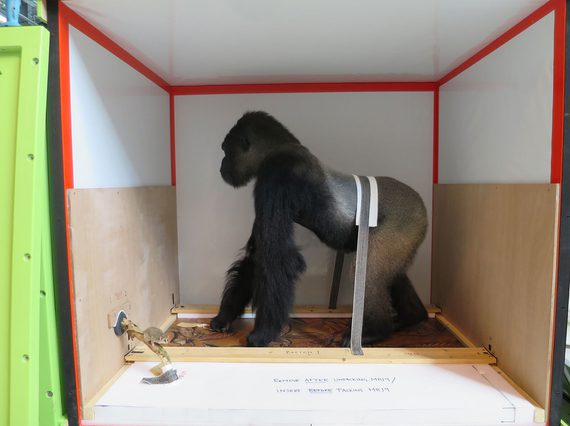 A taxidermy model of an ape strapped in to a travel crate.